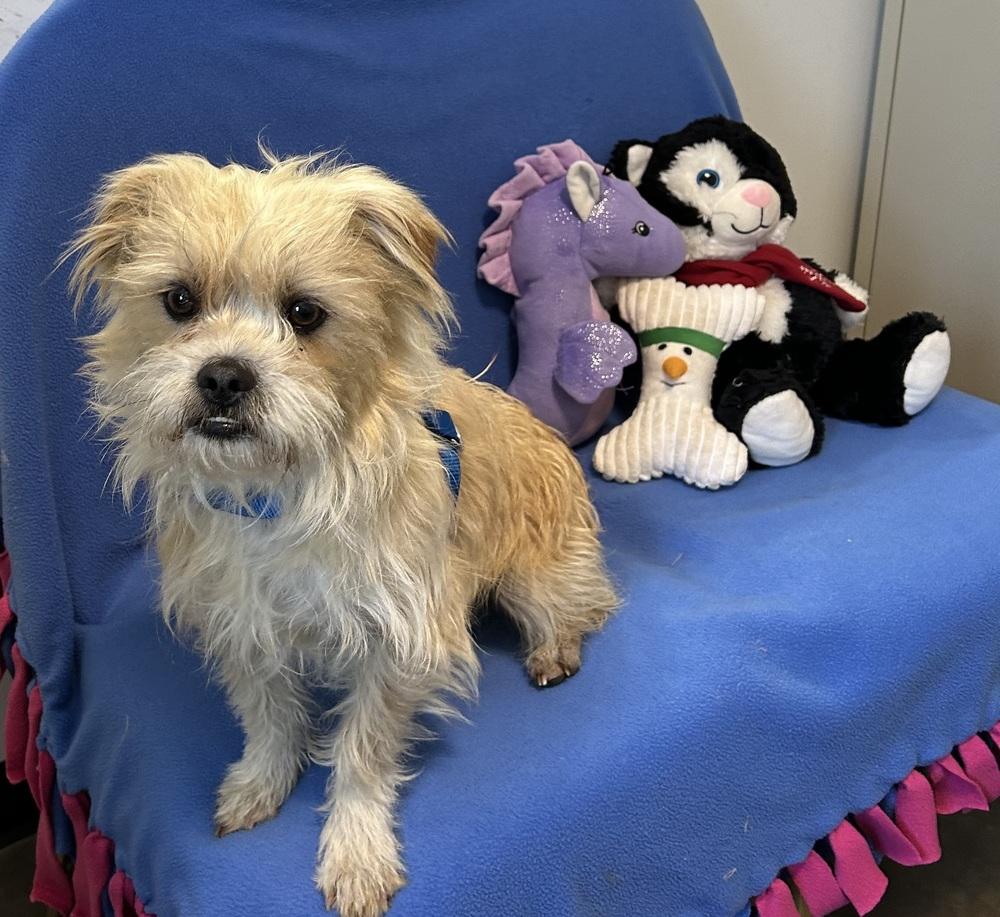 Tally, Adoptable, Adult Male Brussels Griffon & Shih Tzu.
