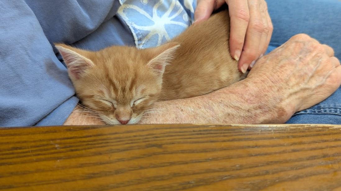 Ichabod, a ADOPTABLE Domestic Short Hair in Floyd, VA image 3/4