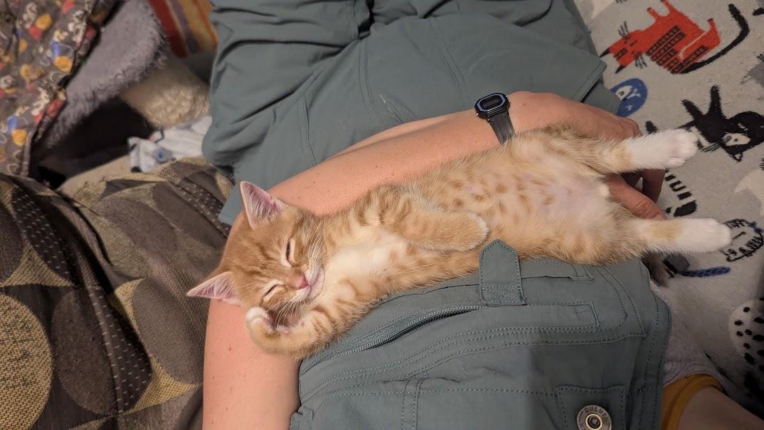 Ichabod, a ADOPTABLE Domestic Short Hair in Floyd, VA image 4/4
