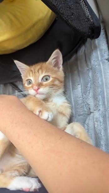 Ichabod, a ADOPTABLE Domestic Short Hair in Floyd, VA image 2/4
