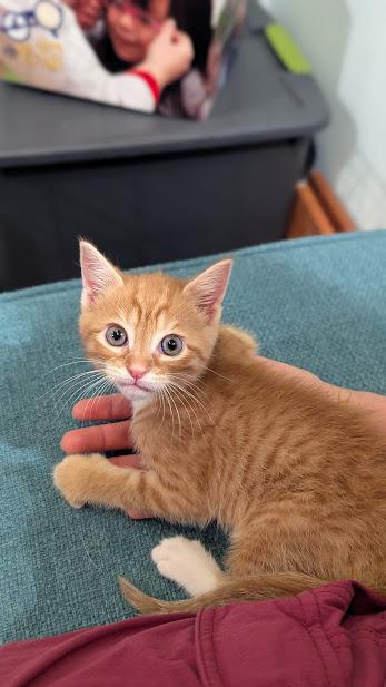 Ichabod, ADOPTABLE, Young Male Domestic Short Hair.