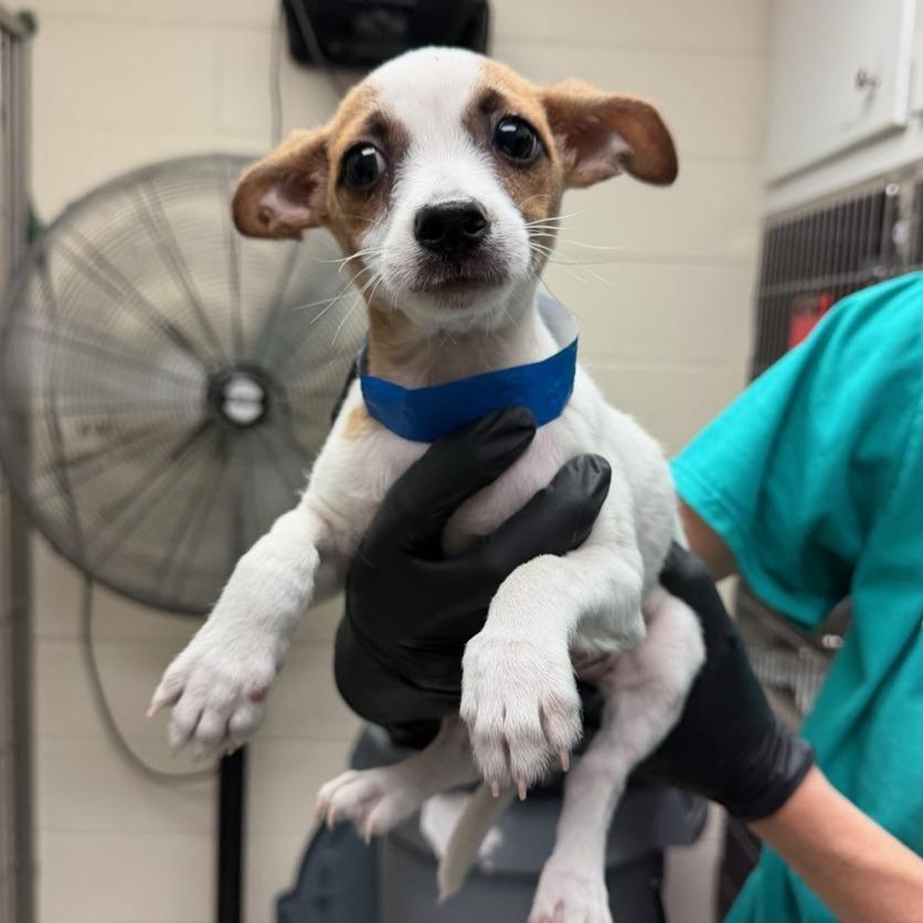 Joey — thumbnail 2