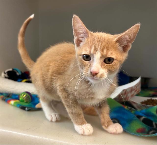 Enlarge DIPPER, a Adoptable Domestic Short Hair in Salinas, CA image 1/1