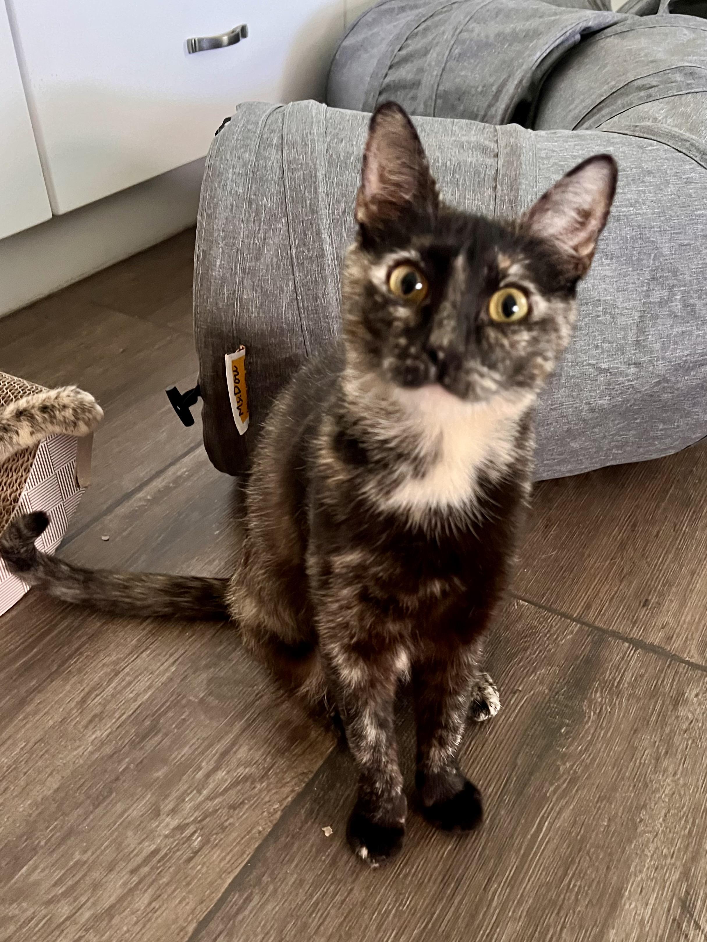 Misha And Mona thumbnail 2