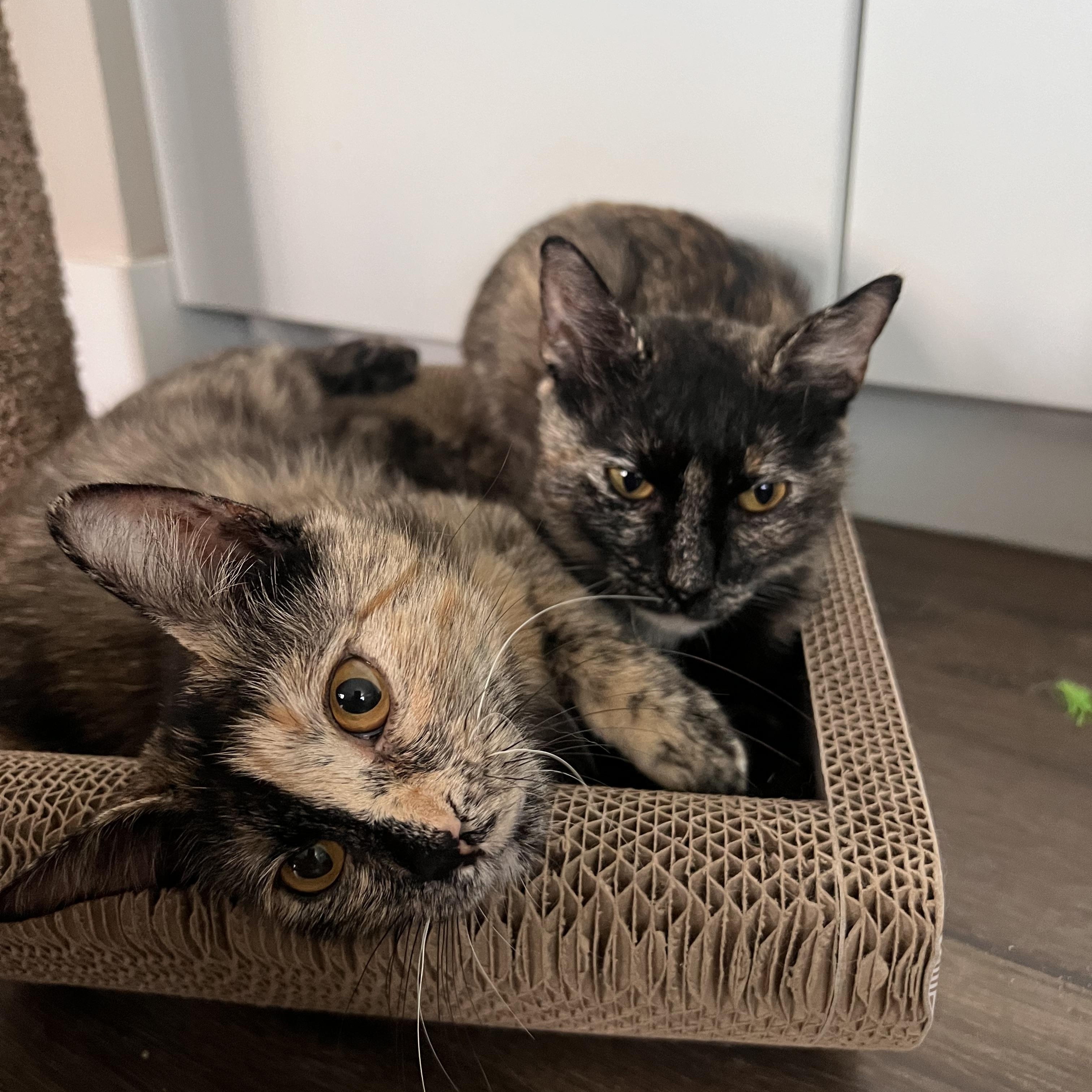 Misha And Mona thumbnail 3