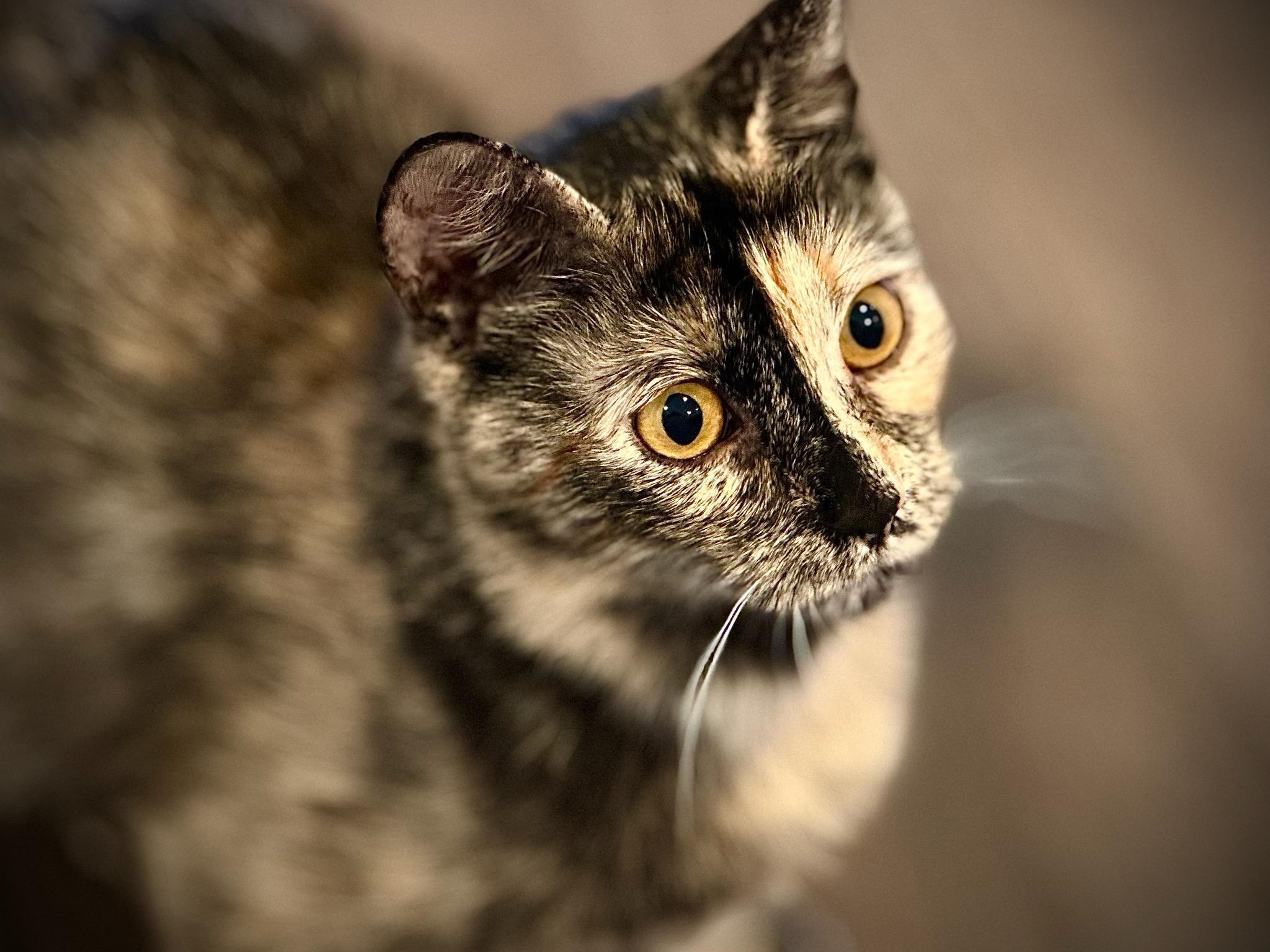 Misha And Mona thumbnail 4