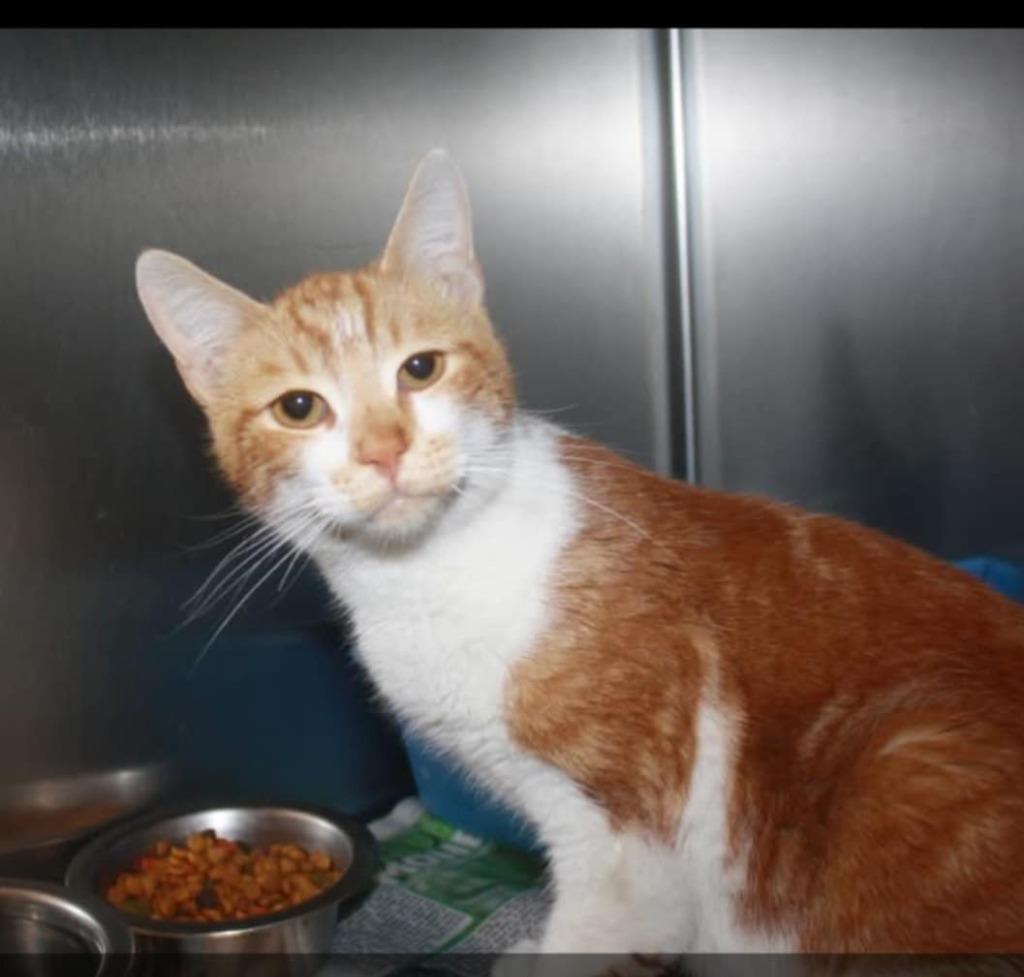 Jacko, Adoptable, Young Male Domestic Short Hair.