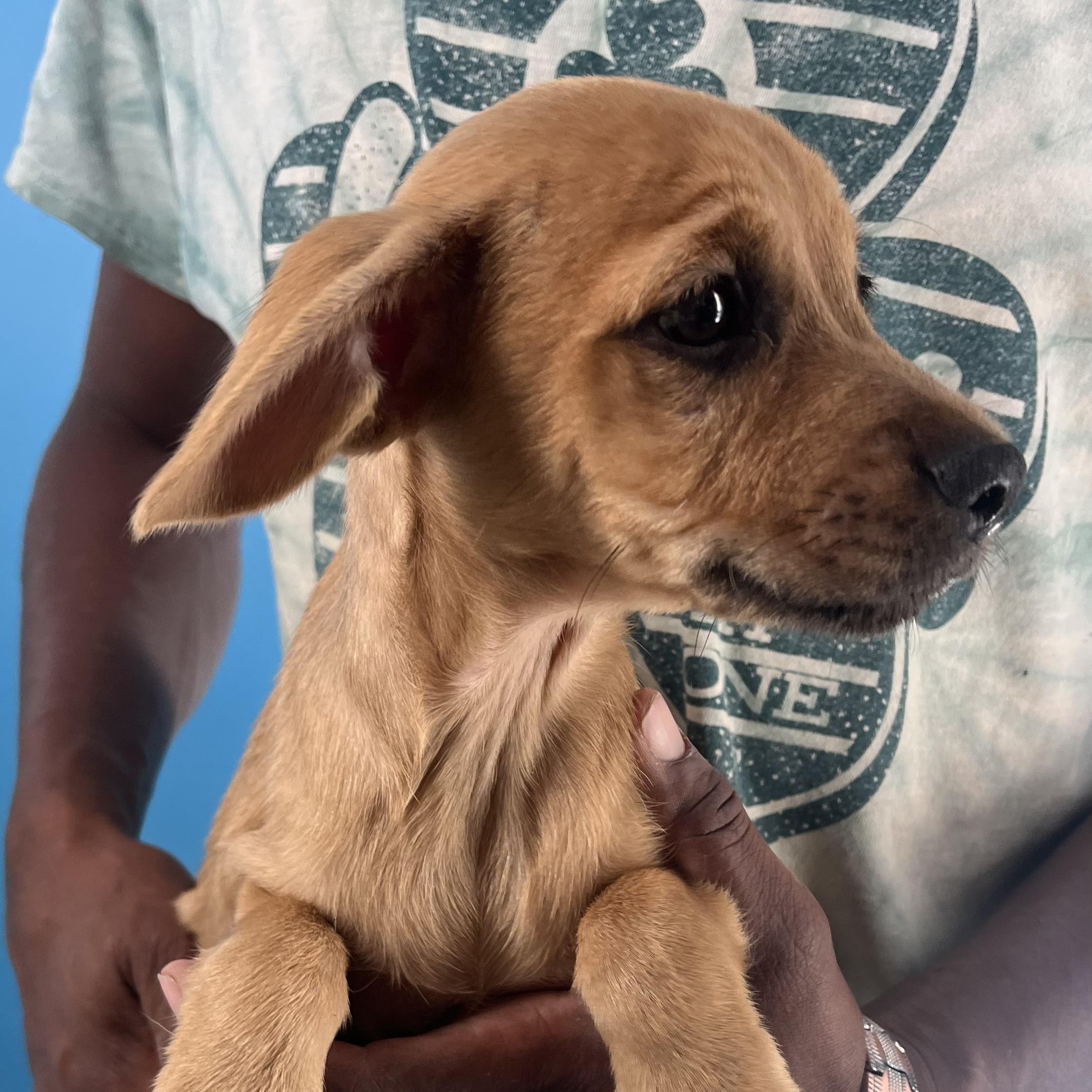 Sarah  Local Nov thumbnail 6