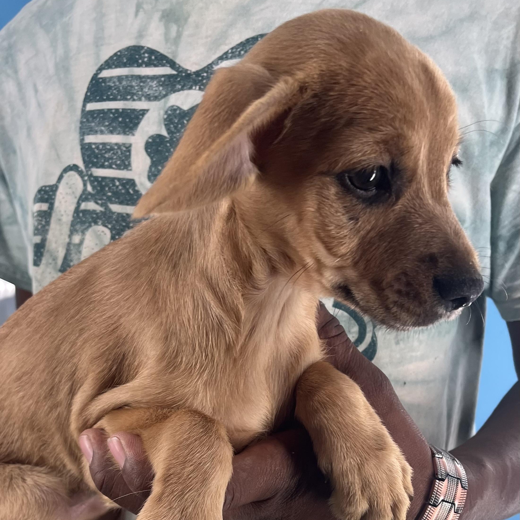 Sarah  Local Nov thumbnail 2