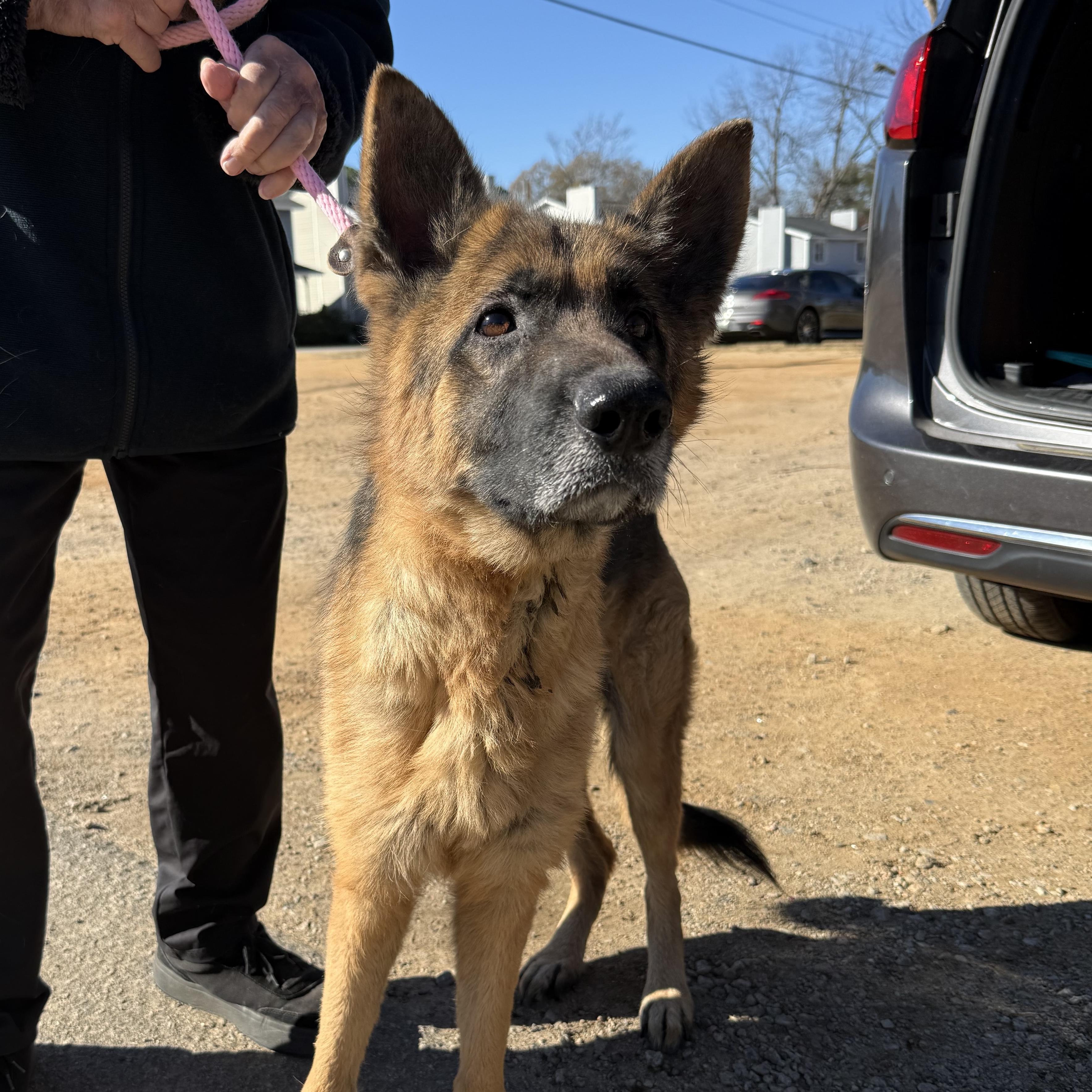 Biscuit — thumbnail 3