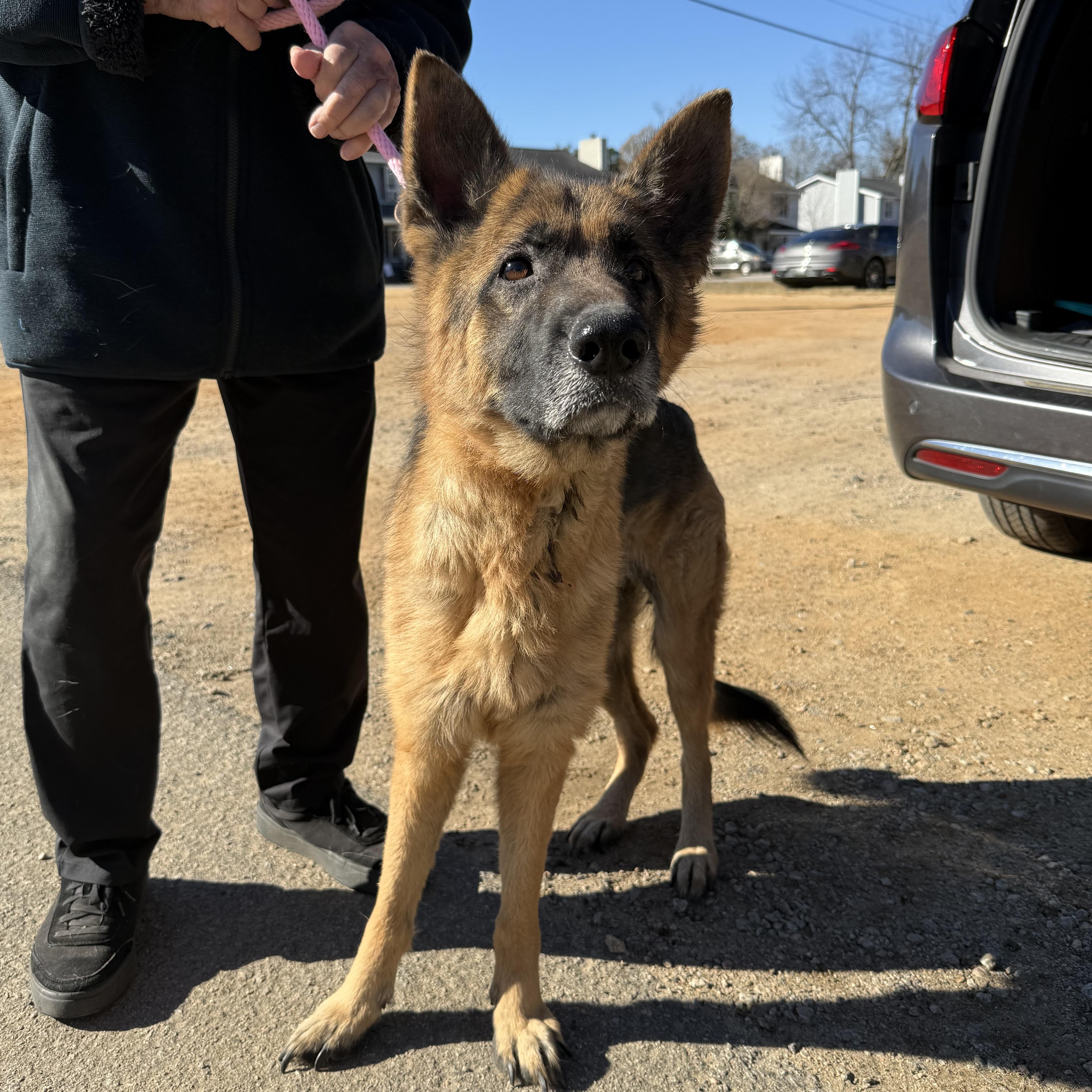 Biscuit — thumbnail 5