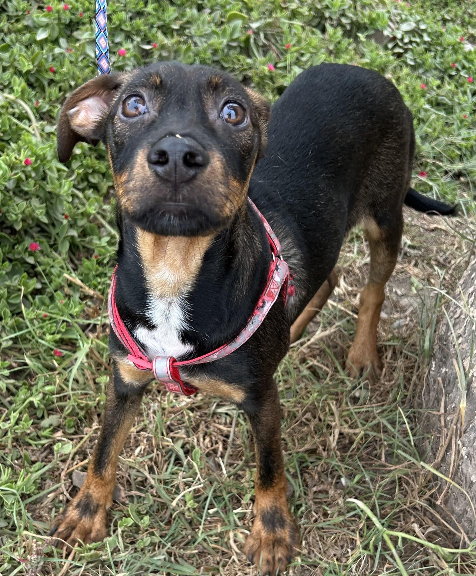 MANNY German Pinscher Mix  Neutered Male  7 Months  16 Pounds HOUSE-TRAINED INTELLIGENT PLAYFU