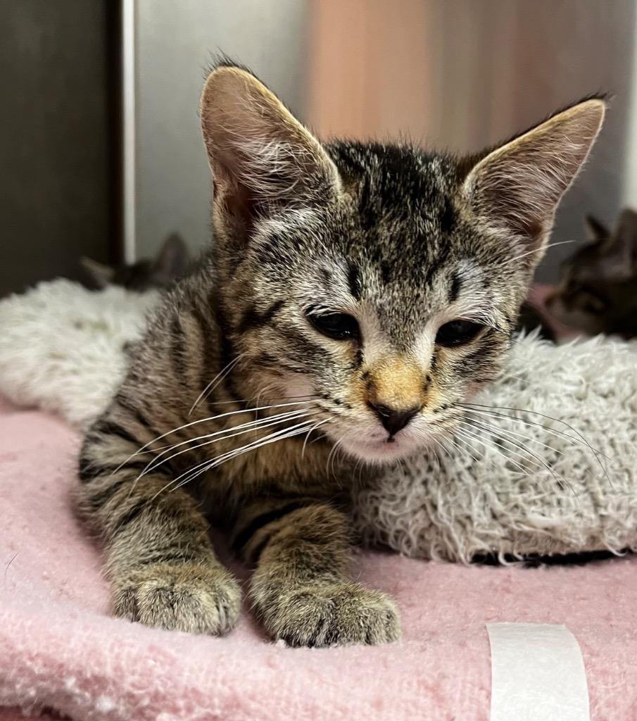 Enlarge Ichabod, a Adopted mixed breed in Logan, UT image 1/1