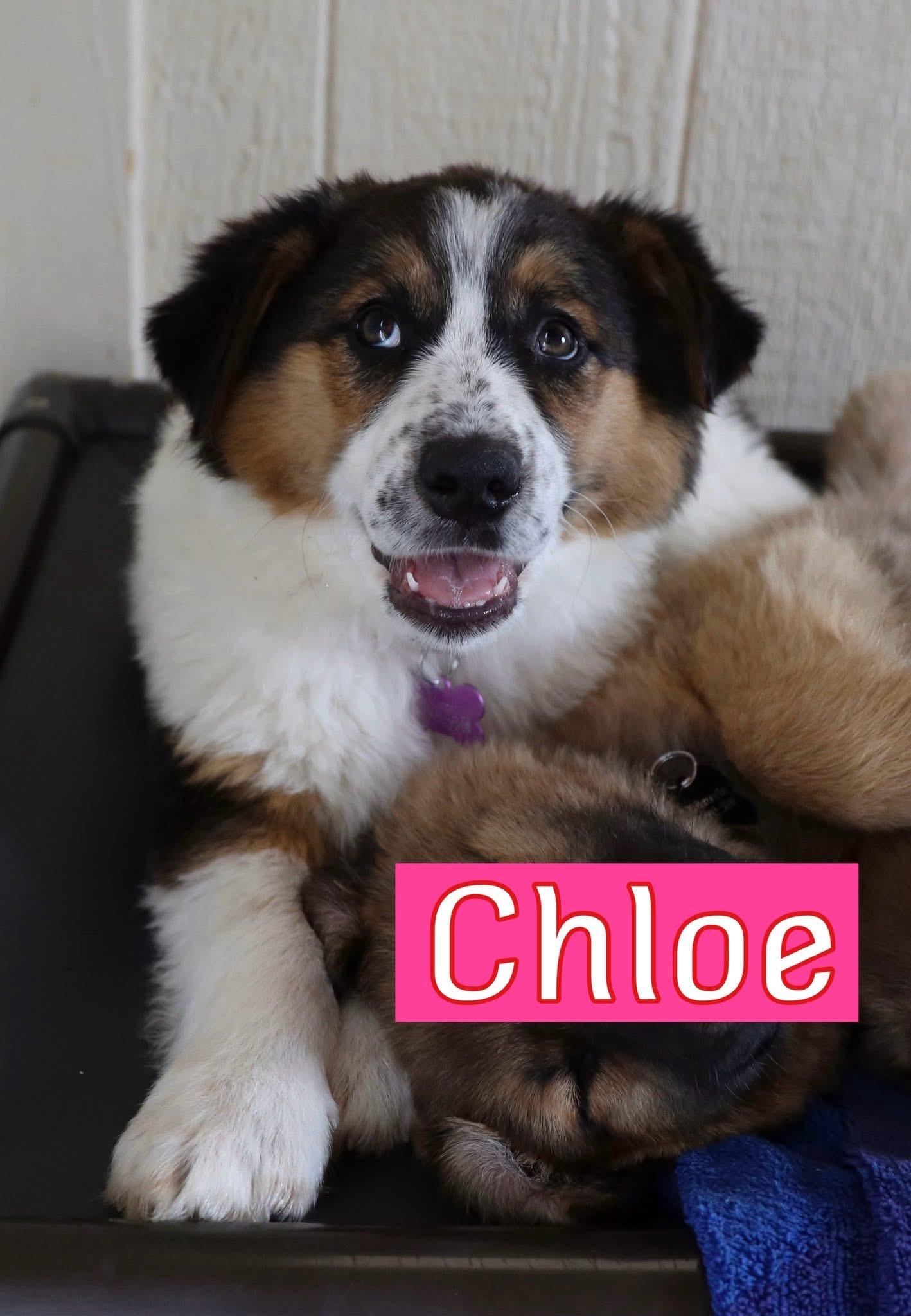 Chloe, adopted, Puppy Female Australian Shepherd.