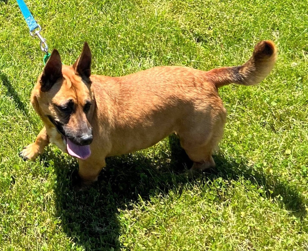 Maple-DEAF, a Adoptable Mixed Breed in Scranton, PA image 1/4