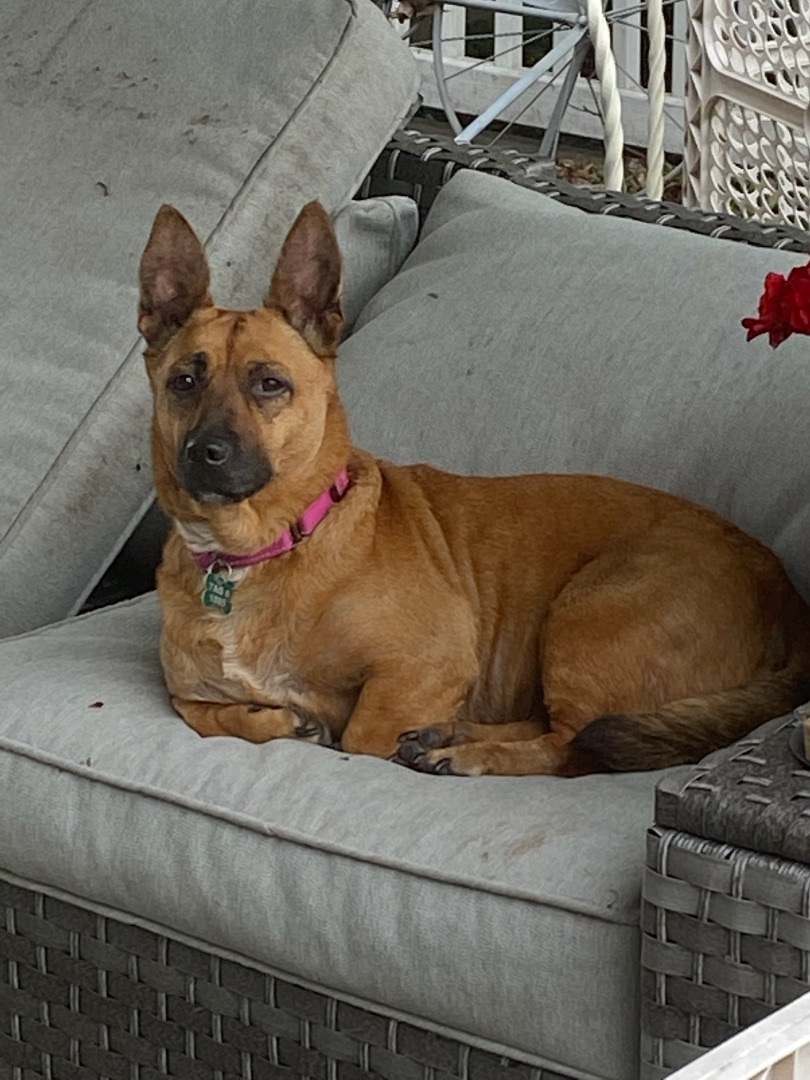 Maple-DEAF, a Adoptable Mixed Breed in Scranton, PA image 2/4