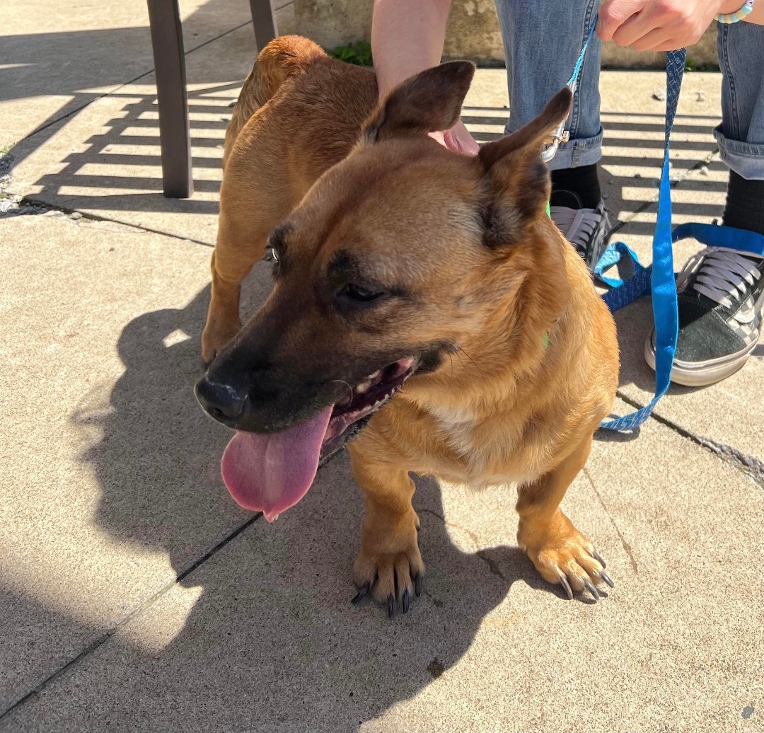 Maple-DEAF, a Adoptable Mixed Breed in Scranton, PA image 3/4