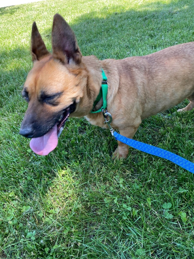 Maple-DEAF, a Adoptable Mixed Breed in Scranton, PA image 4/4