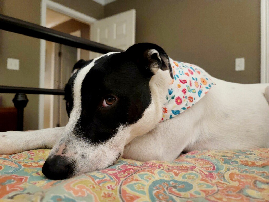 River, Adoptable, Adult Female Mixed Breed & Labrador Retriever.