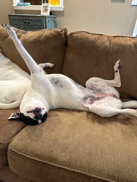 Enlarge River, a Adoptable mixed breed in Tyler, TX image 2/6