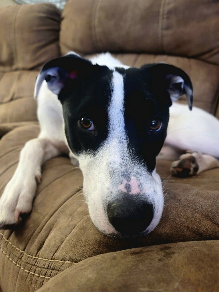 Enlarge River, a Adoptable mixed breed in Tyler, TX image 3/6