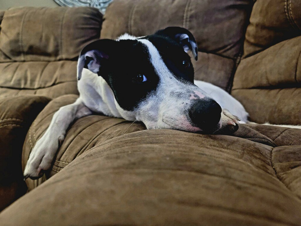 Enlarge River, a Adoptable mixed breed in Tyler, TX image 4/6