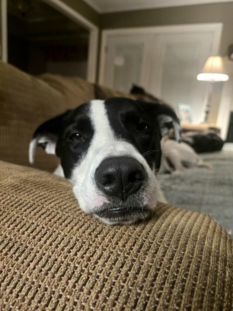 Enlarge River, a Adoptable mixed breed in Tyler, TX image 5/6