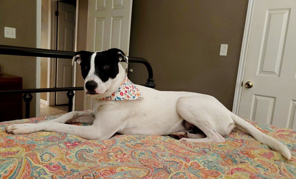 Enlarge River, a Adoptable mixed breed in Tyler, TX image 6/6