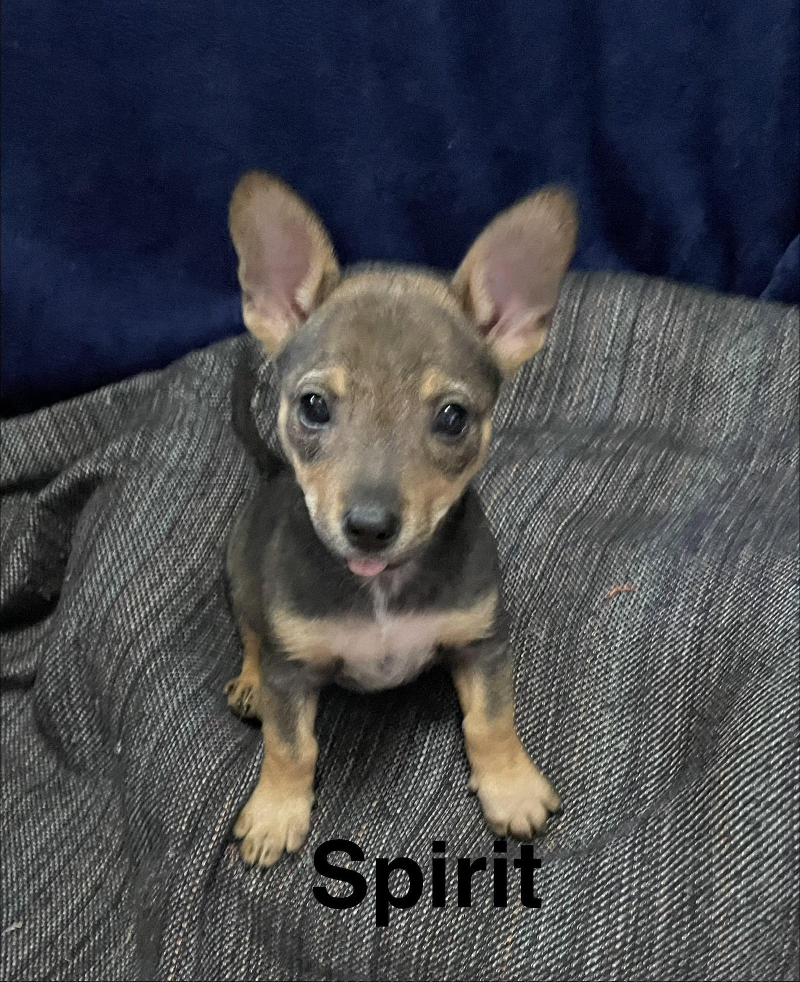 Enlarge Spirit, a Adopted mixed breed in Topeka, KS image 1/1
