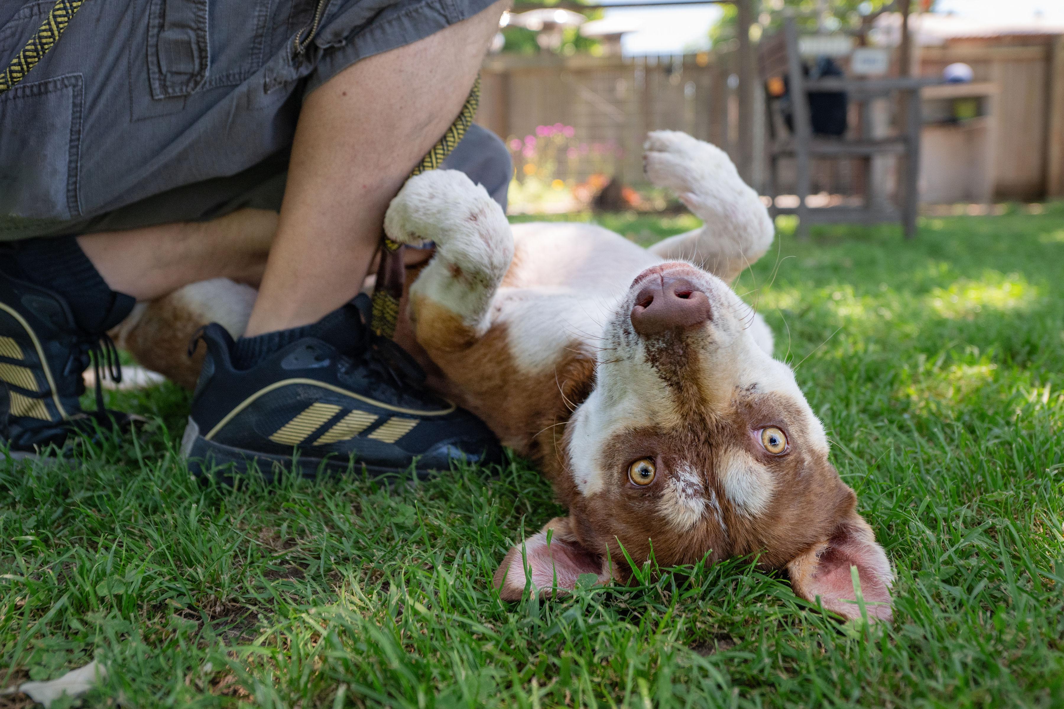 Enlarge Ringo, a ADOPTABLE mixed breed in Santa Rosa, CA image 6/6