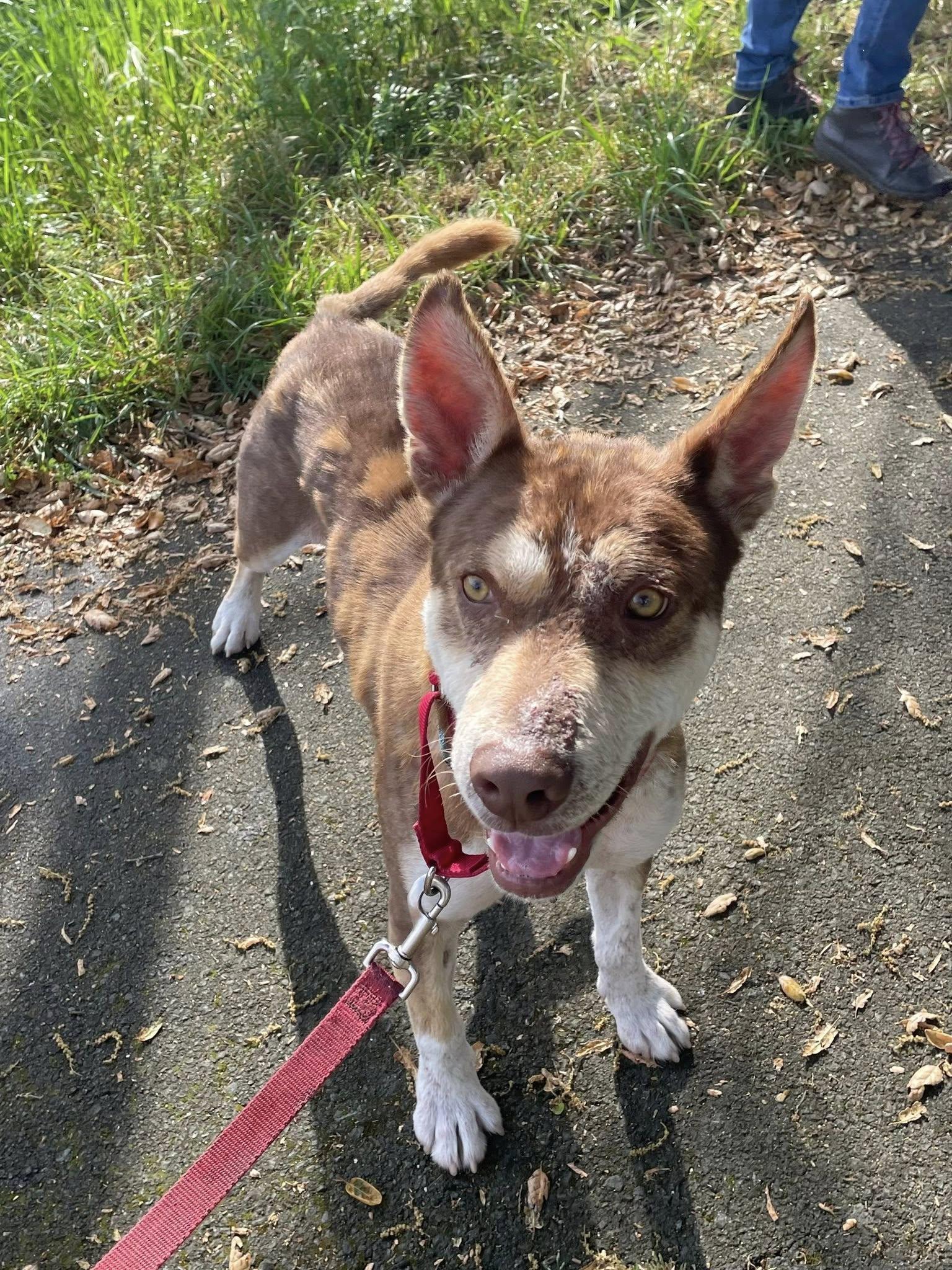 Ringo, a ADOPTABLE mixed breed in Santa Rosa, CA image 4/6