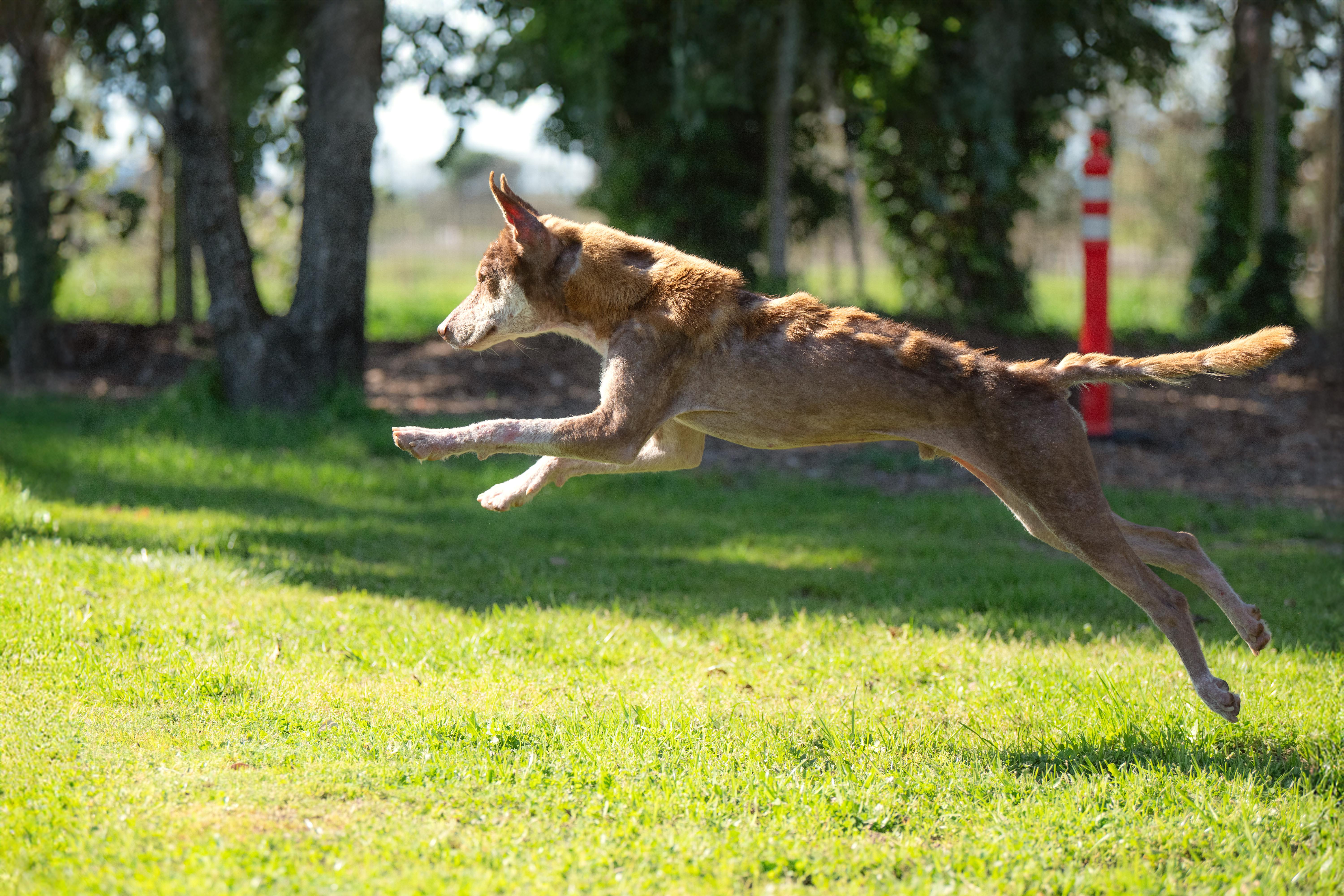 Ringo, a ADOPTABLE mixed breed in Santa Rosa, CA image 5/6