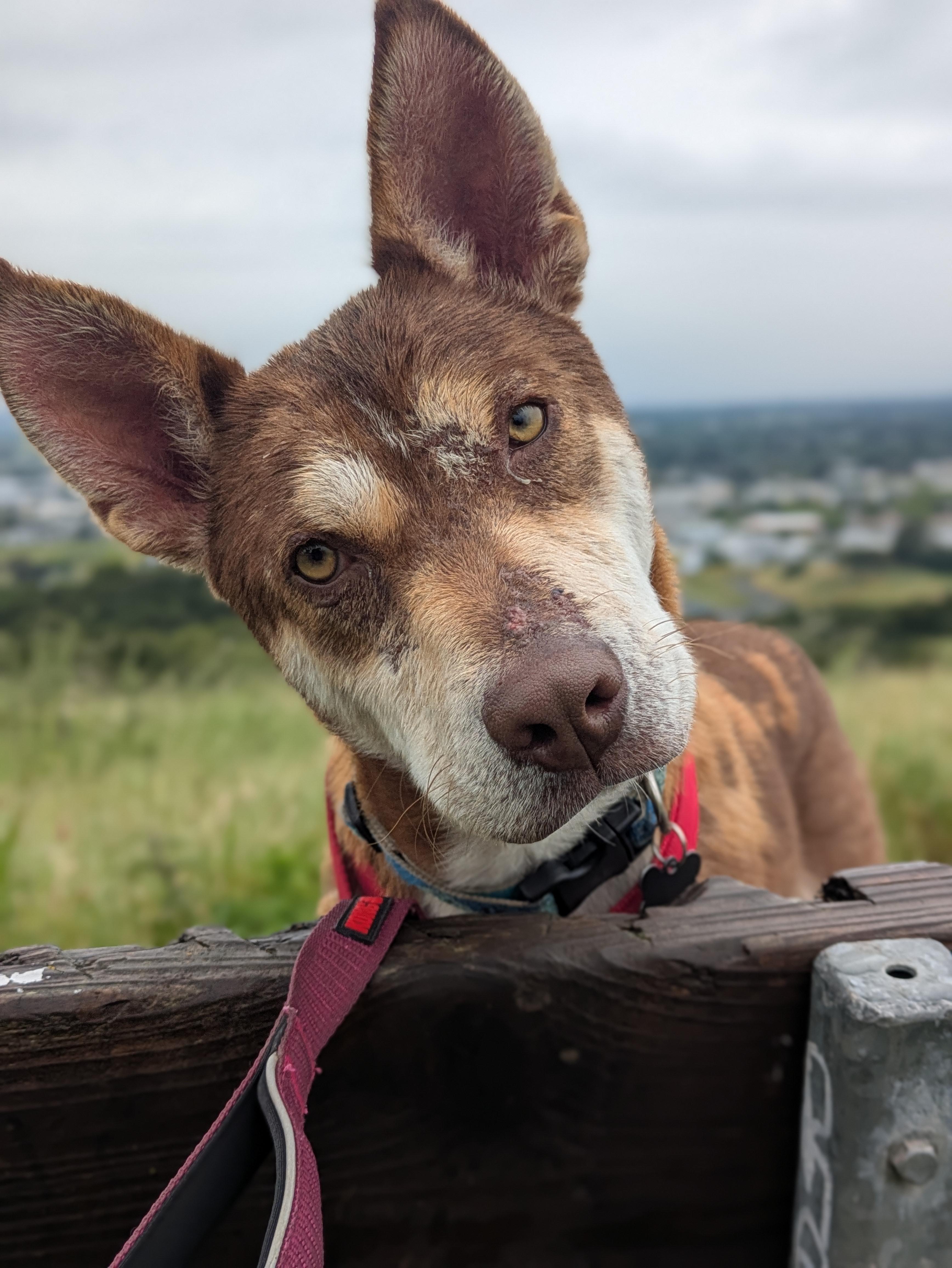 Ringo, ADOPTABLE, Young Male Husky & Cattle Dog.