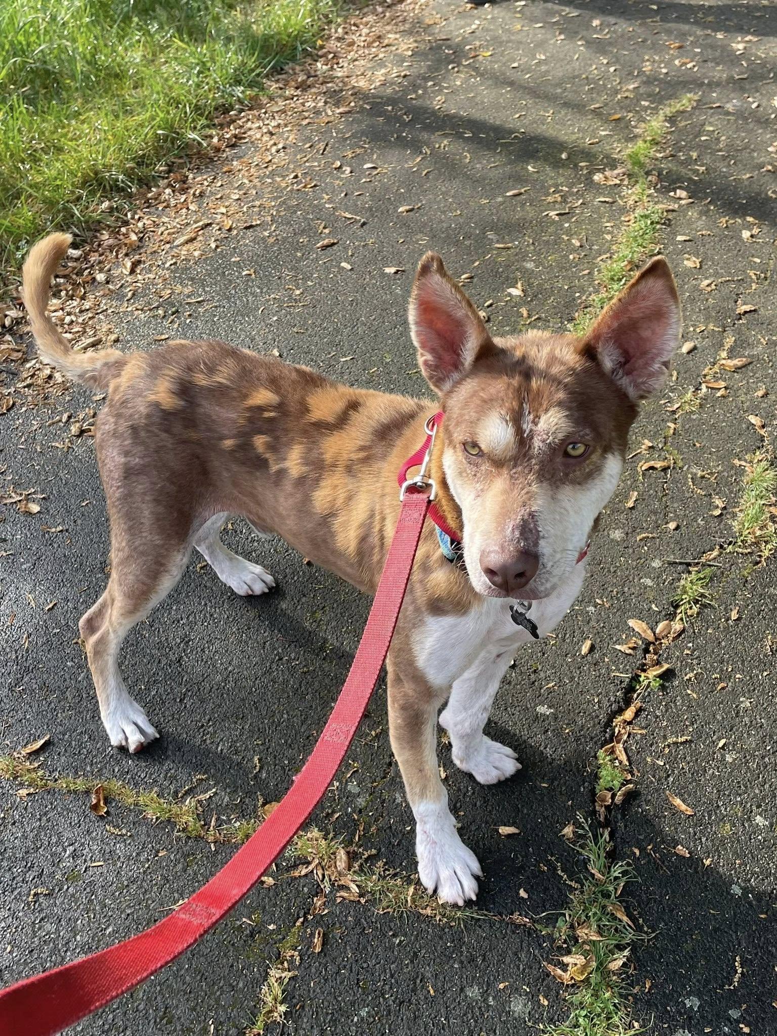 Ringo, a ADOPTABLE mixed breed in Santa Rosa, CA image 3/6