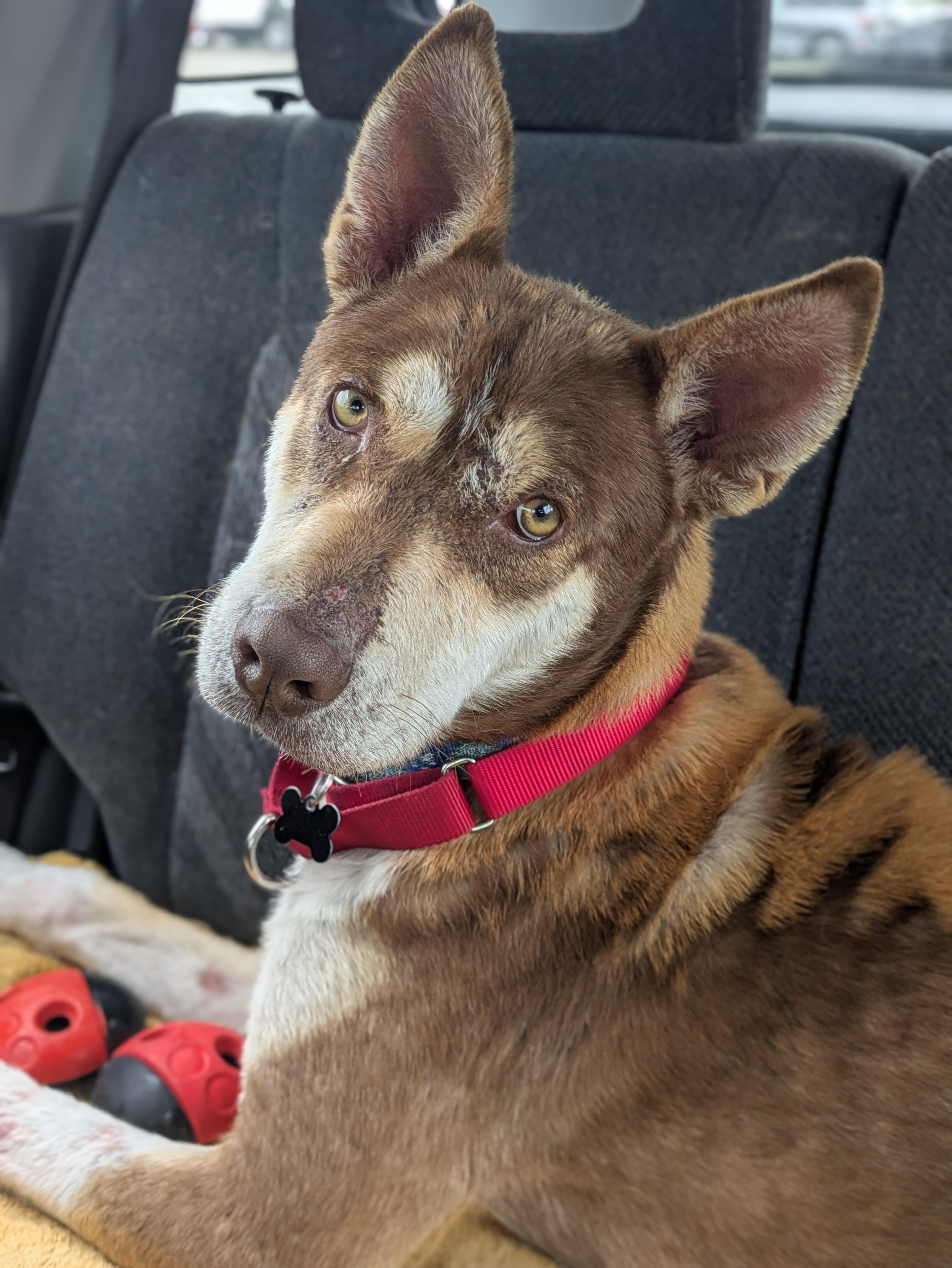 Ringo, a ADOPTABLE mixed breed in Santa Rosa, CA image 6/6