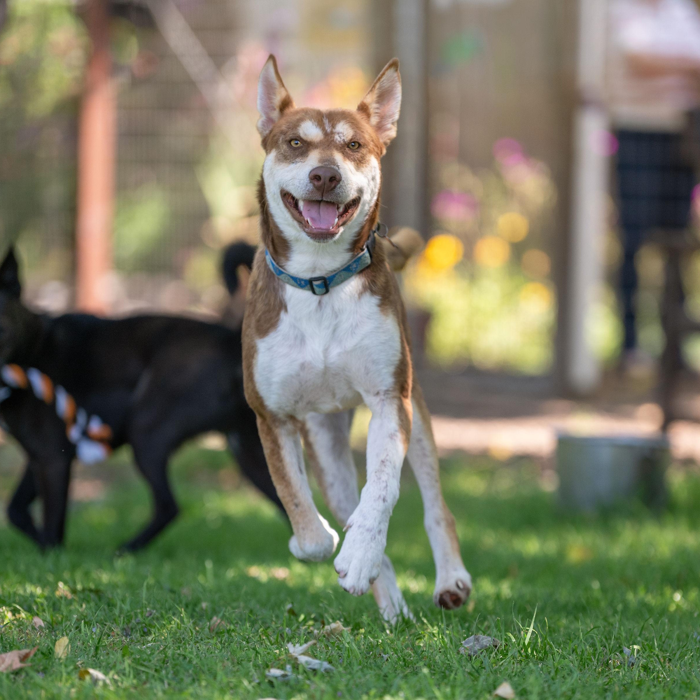 Ringo, ADOPTABLE, Young Male Husky & Cattle Dog.