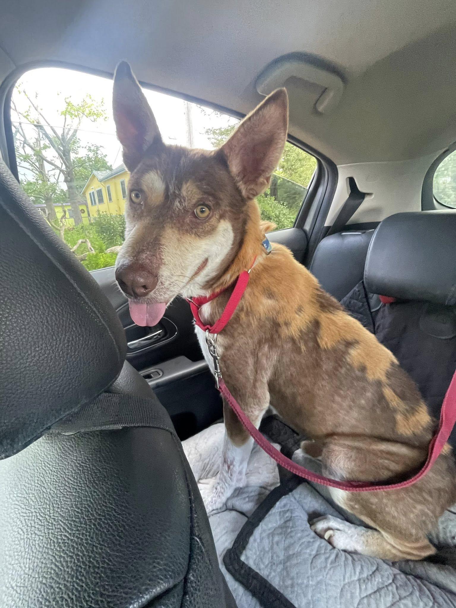 Ringo, a ADOPTABLE mixed breed in Santa Rosa, CA image 1/6