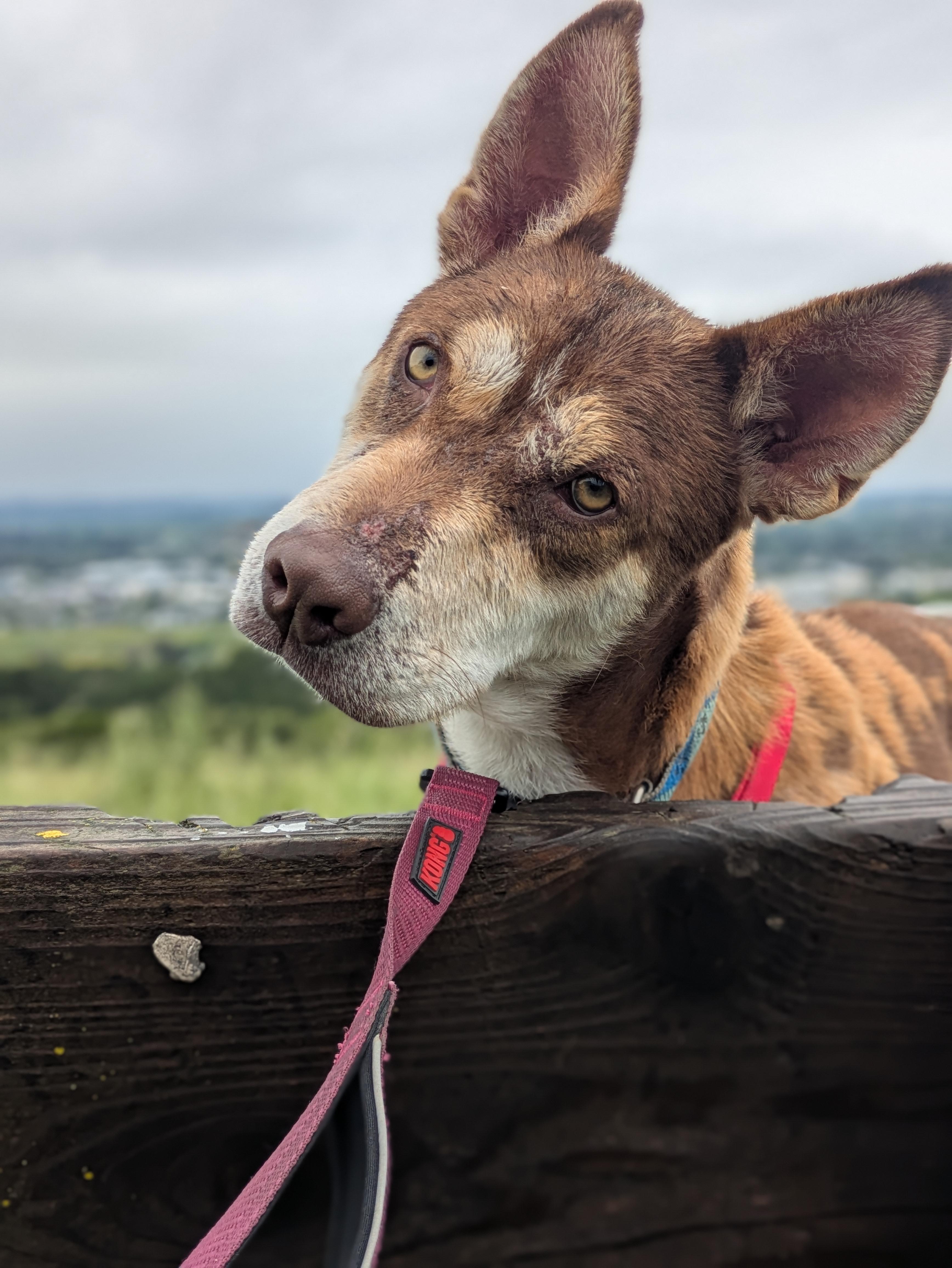 Ringo, a ADOPTABLE mixed breed in Santa Rosa, CA image 5/6