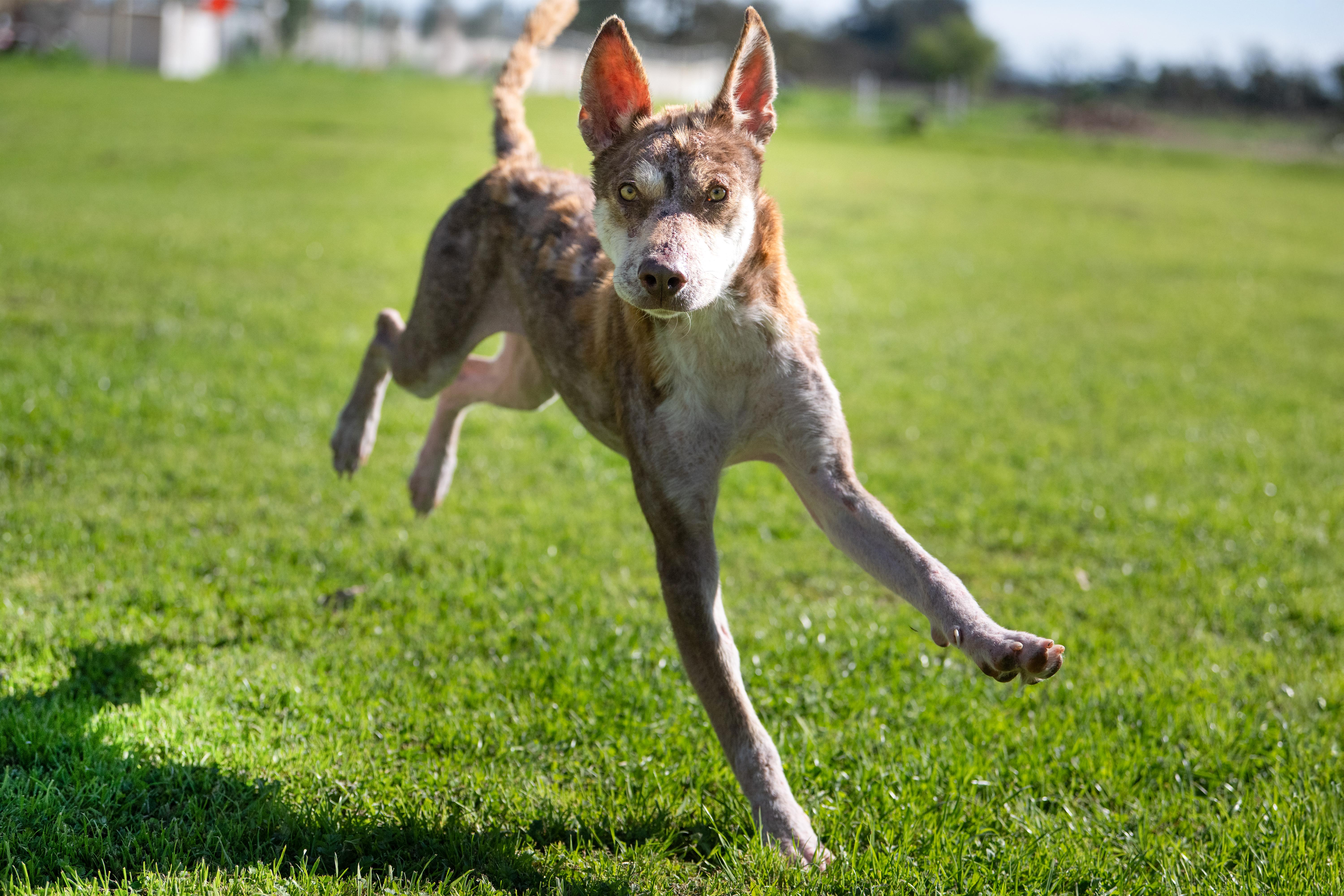 Ringo, a ADOPTABLE mixed breed in Santa Rosa, CA image 6/6