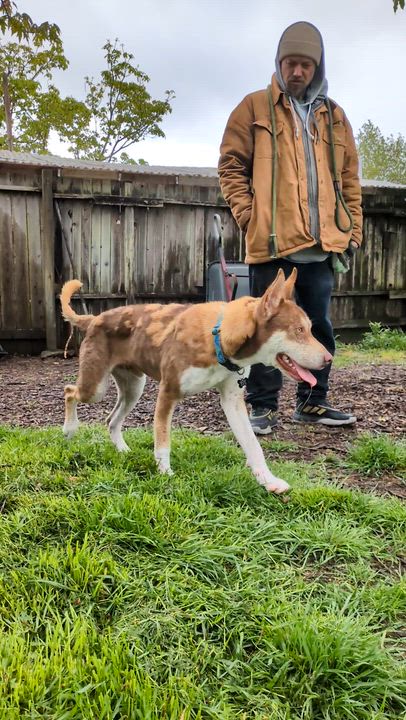 Enlarge Ringo, a ADOPTABLE mixed breed in Santa Rosa, CA video 3/6
