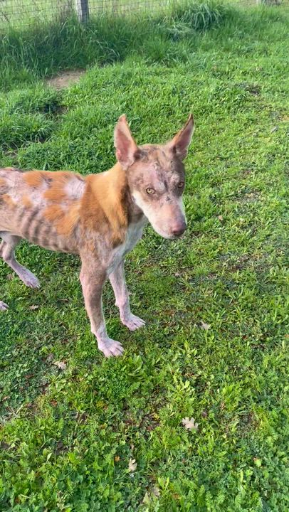 Enlarge Ringo, a ADOPTABLE mixed breed in Santa Rosa, CA video 2/6