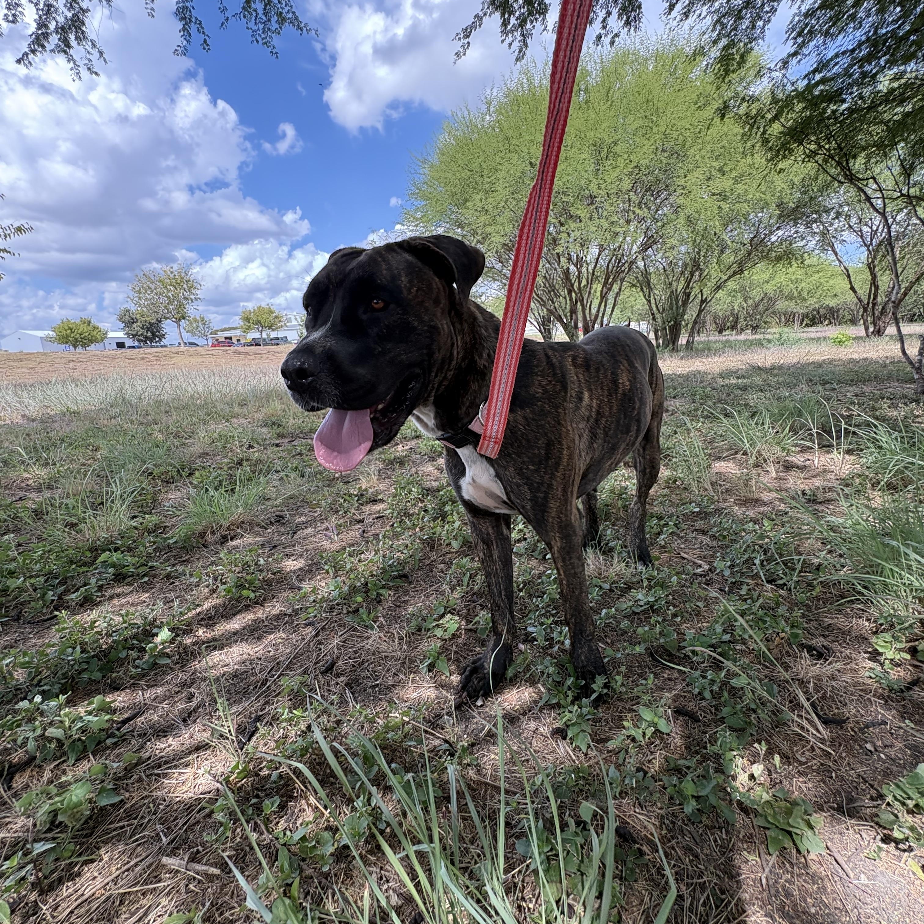 Brie, Adoptable, Adult Female Hound.