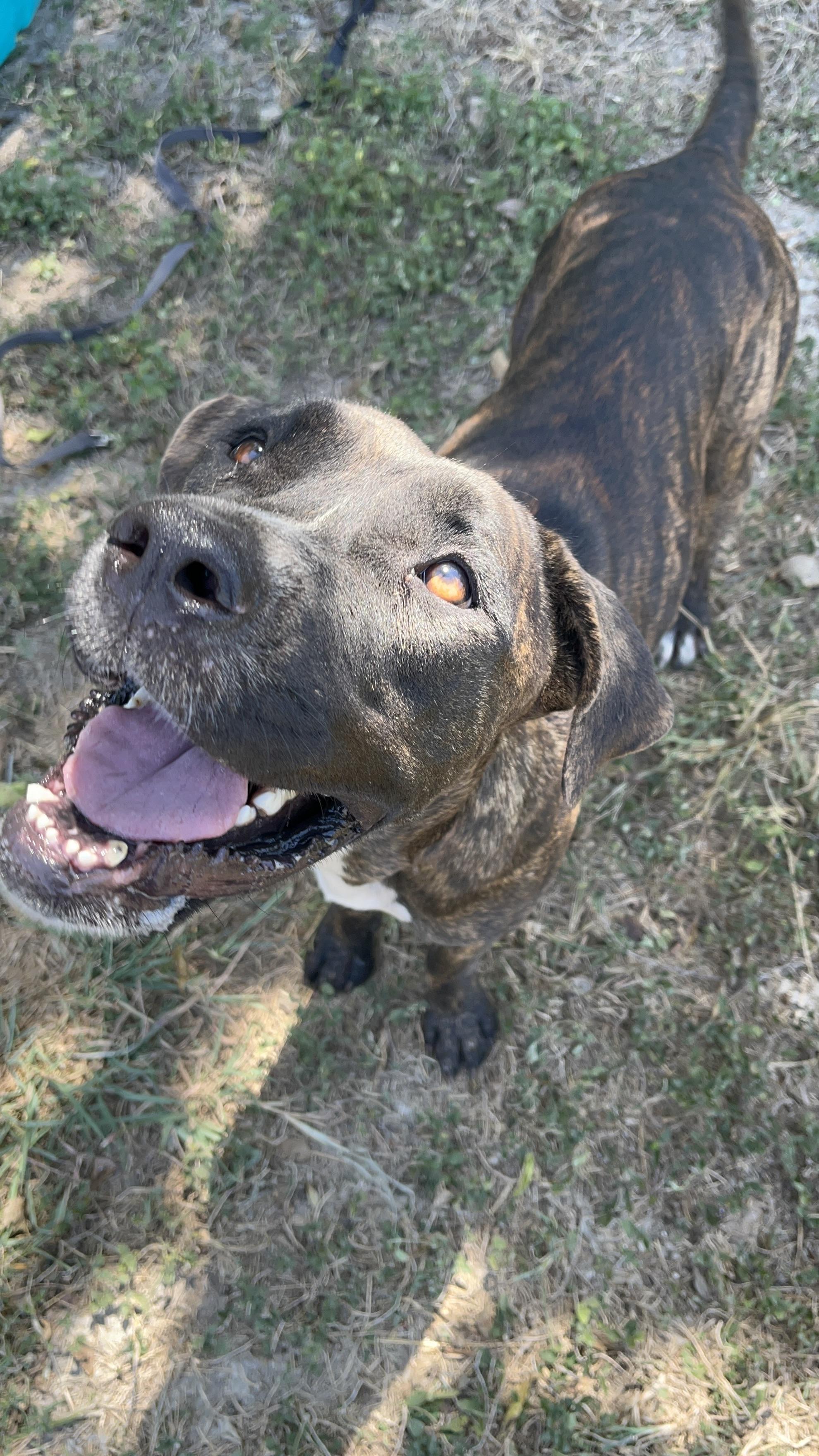 Brie, a ADOPTABLE mixed breed in Cibolo, TX image 2/2