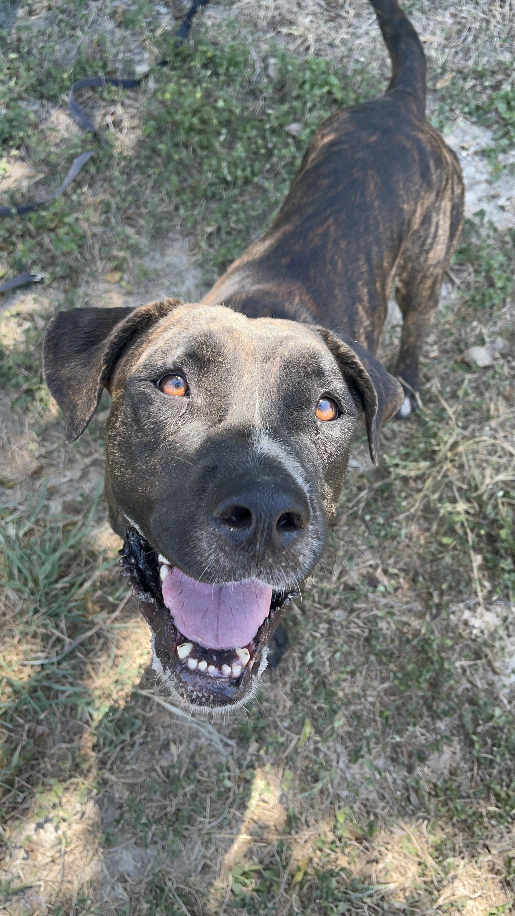 Brie, ADOPTABLE, Adult Female Hound.