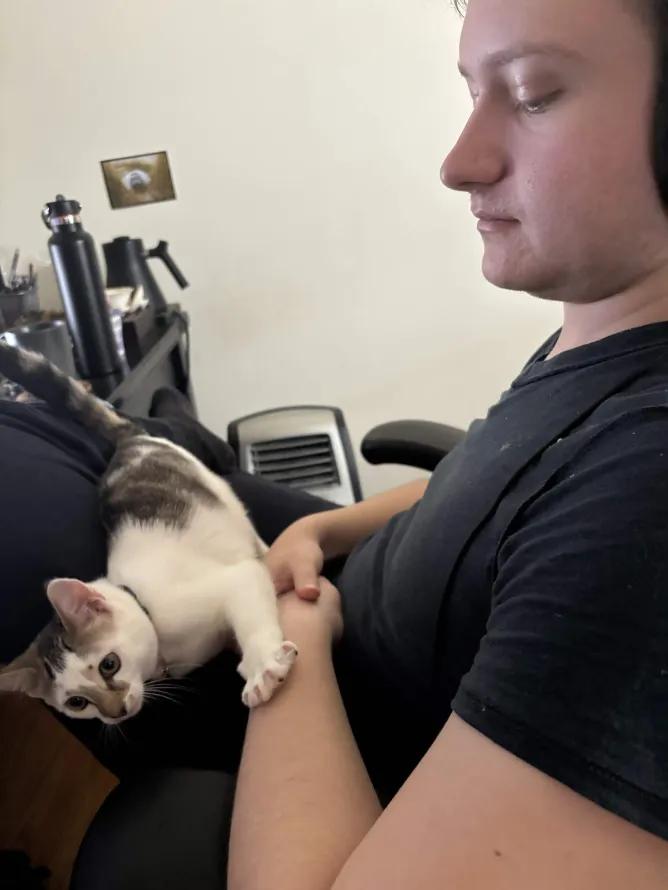 Enlarge Frida Kahlo, a ADOPTABLE Domestic Short Hair in Weehawken, NJ image 3/6