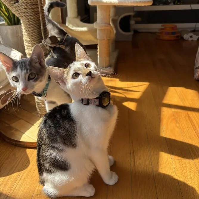 Enlarge Frida Kahlo, a ADOPTABLE Domestic Short Hair in Weehawken, NJ image 5/6