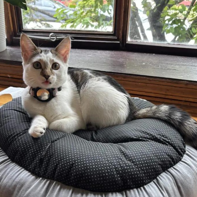 Frida Kahlo, adopted, Kitten Female Domestic Short Hair.