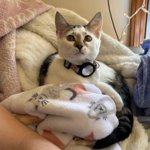 Enlarge Frida Kahlo, a ADOPTABLE Domestic Short Hair in Weehawken, NJ image 1/6