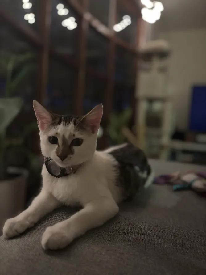 Enlarge Frida Kahlo, a ADOPTABLE Domestic Short Hair in Weehawken, NJ image 2/6