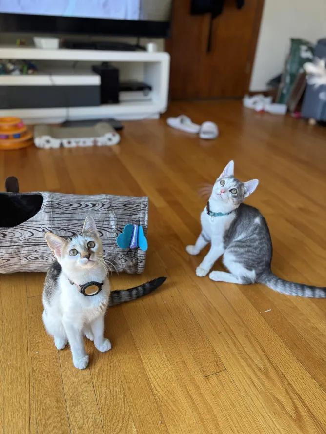 Enlarge Frida Kahlo, a ADOPTABLE Domestic Short Hair in Weehawken, NJ image 4/6